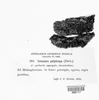 Lecanora polytropa image